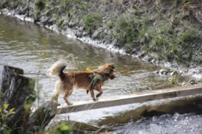 Top Hundeurlaub Unterkunftstipps für ein böllerfreies Silvester mit Hund